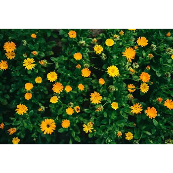 Organic Marigold Plant